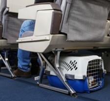 Transport your pet in airplane